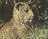 Gutman Catalog 20 9 - Do Not Copy